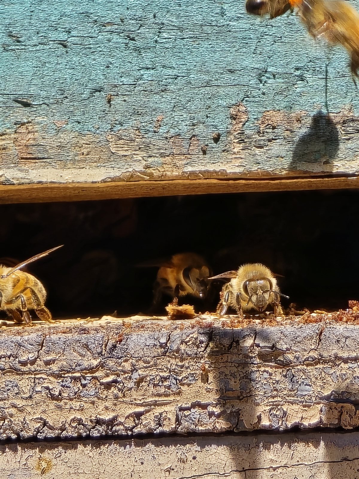 Apicultores trabajando en el apiario — Apícola del Bosque