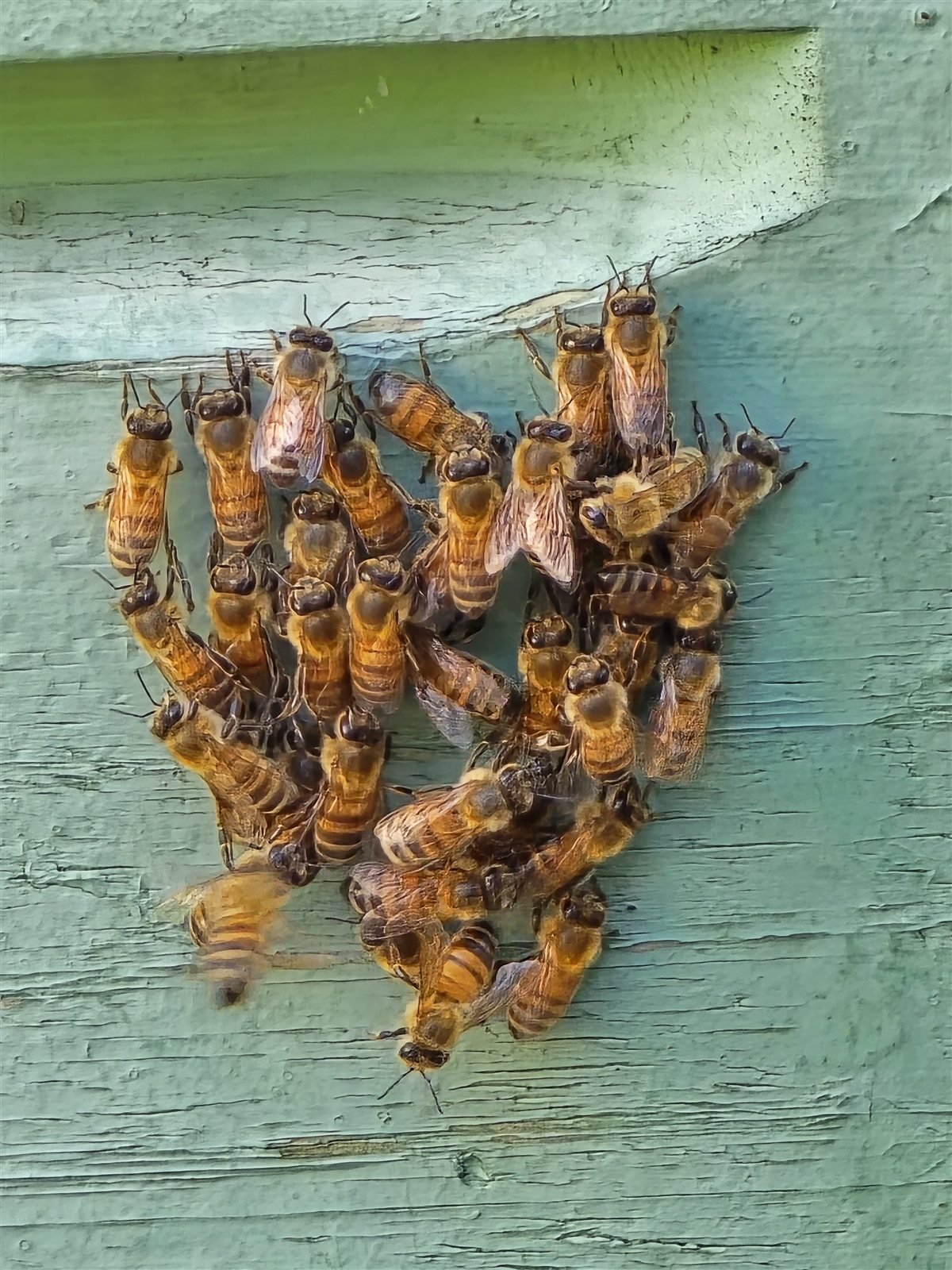 Abejas formando un corazón en el panal — Apícola del Bosque
